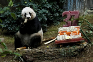 Nejstarší panda označuje své 37. Narozeniny Nejstarší panda označuje své 37. Narozeniny